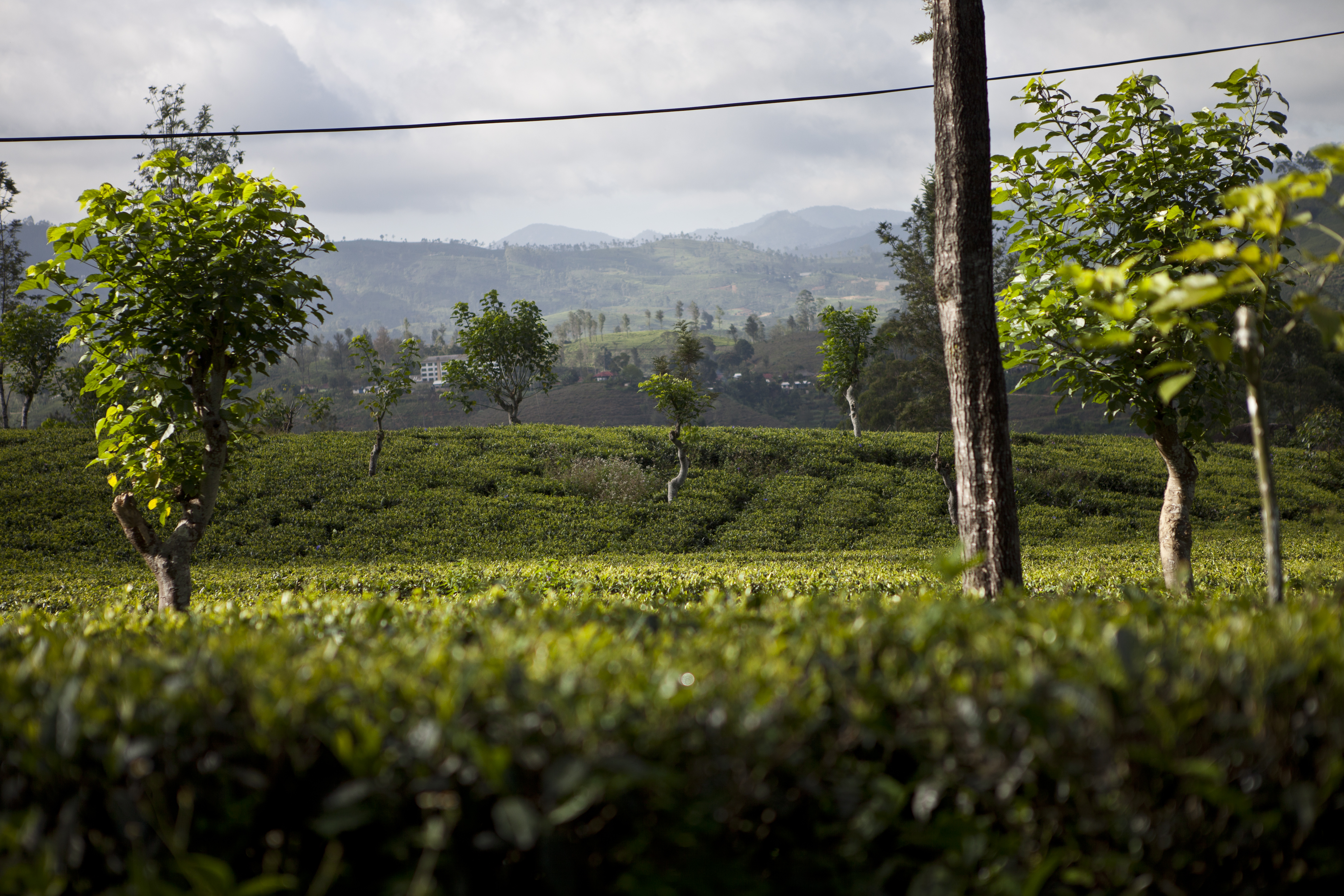 Sri Lanka hill country for Tranquility of the Hills and the Elephants