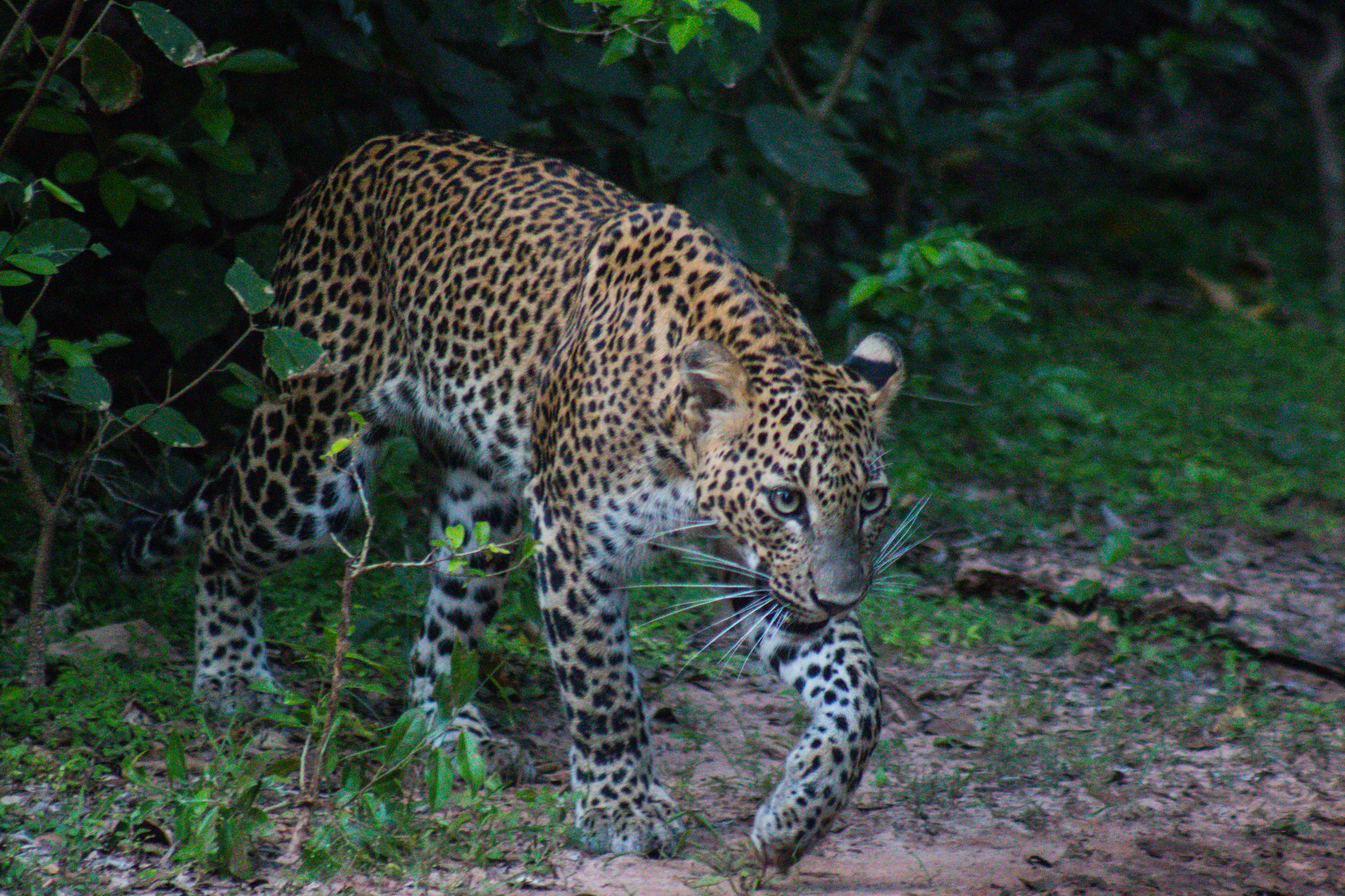 Sri Lankan leopard in Yala National Park